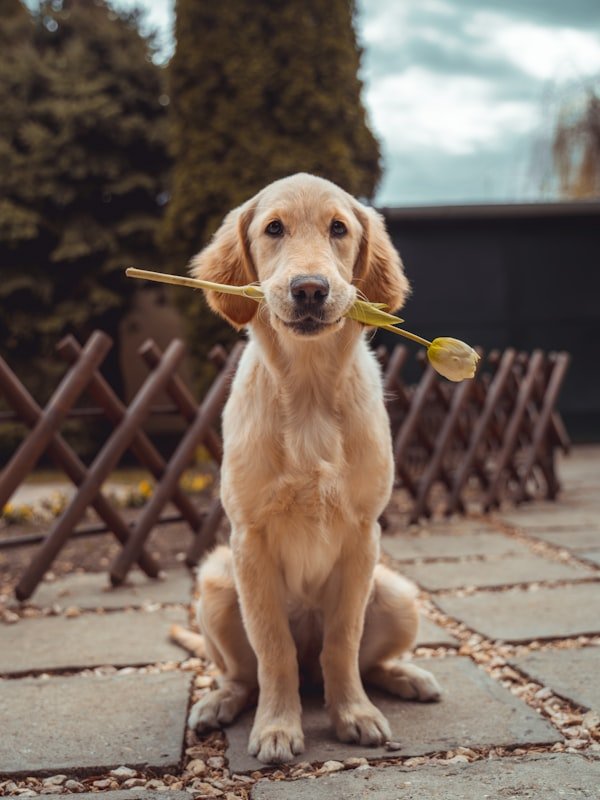 Köpek