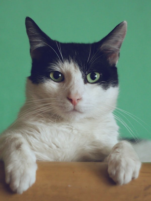 Kedi